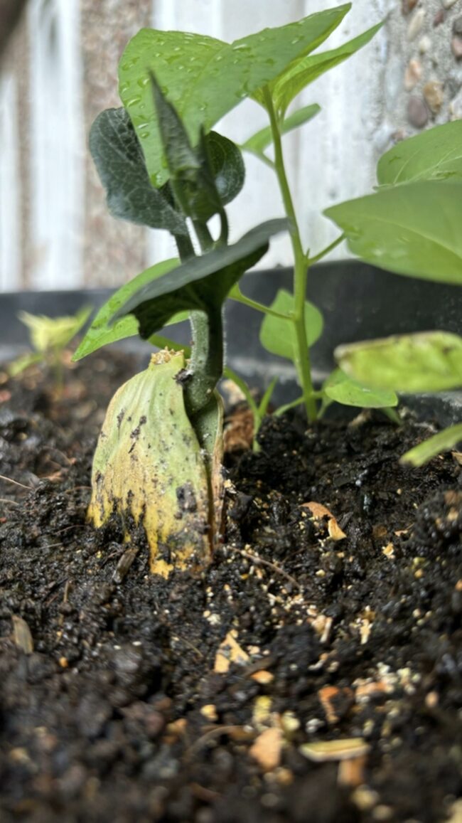 Choosing the Right Soil