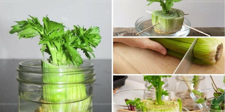 Best Tips to Grow Celery in Water