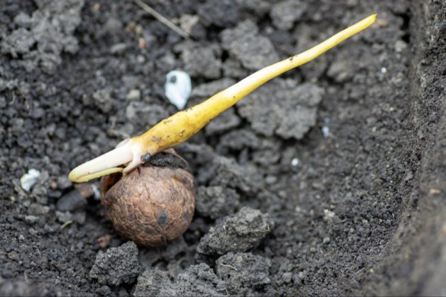 Choosing the Right Planting Location