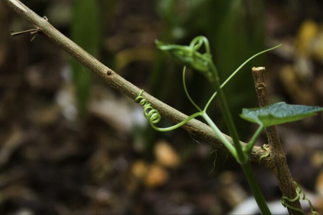 Supporting Chayote Vines