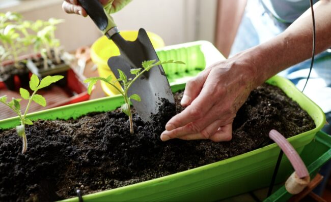 How to Care for Winter-Growing Vegetables in Pots
