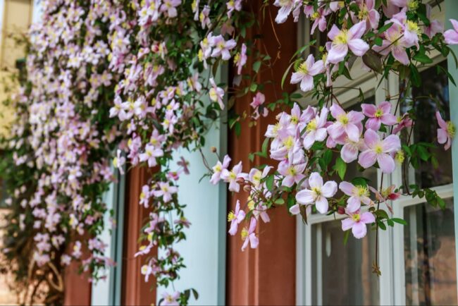 Tips for Maintaining Fast-Growing Vines for Long-Term Beauty