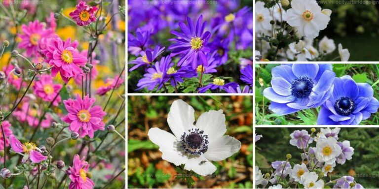 Best Windflower Varieties