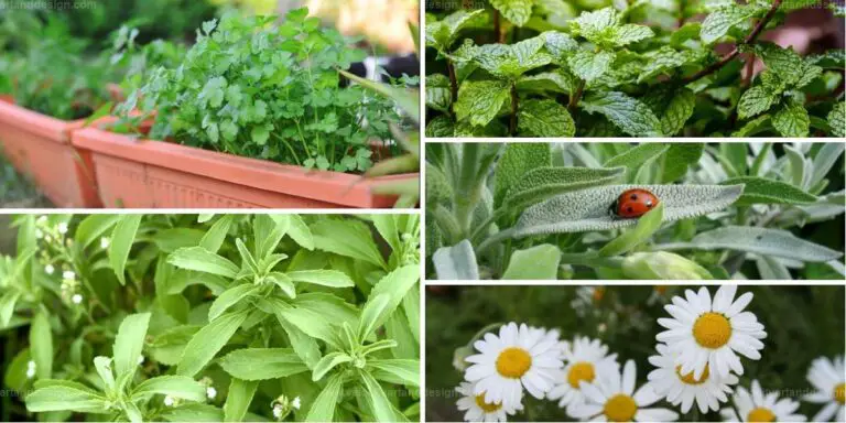 Best Tea Herbs to Grow at Home