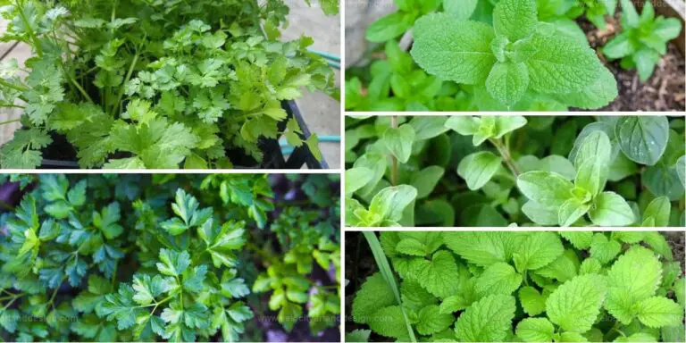 Best Delicious Herbs