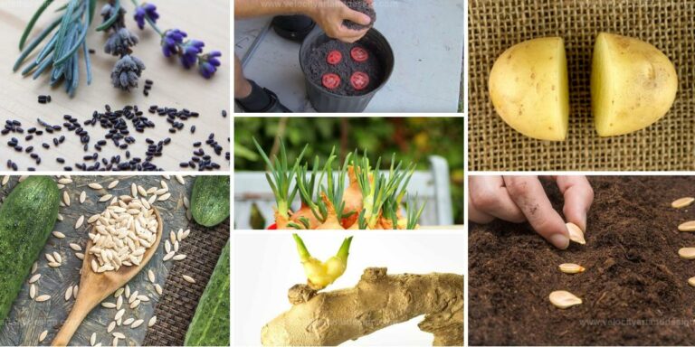 Top Vegetable Growing Hacks