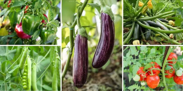 Top Veggie Varieties That Are Fruits