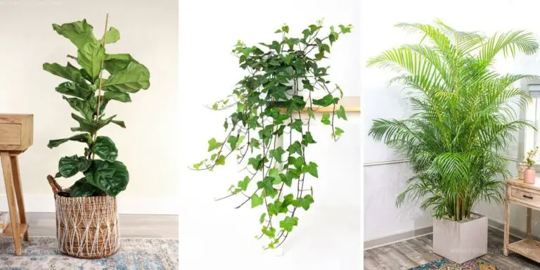 Best Plants to Refresh Living Room Decor