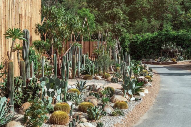 Exploring the Basics of Desert Landscaping