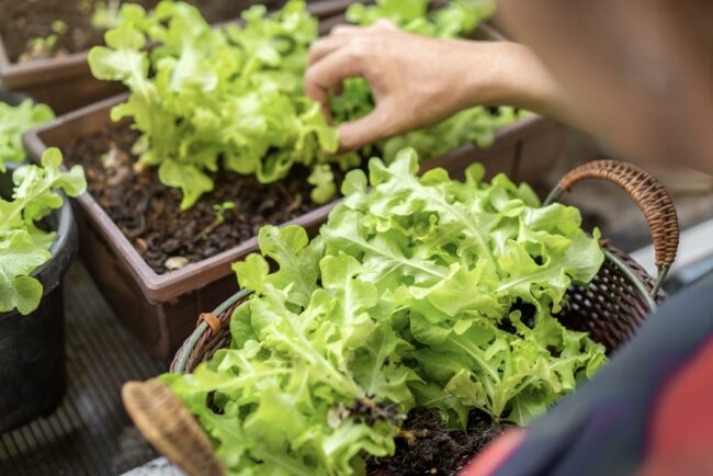 Harvesting and Using Your Winter-Grown Greens