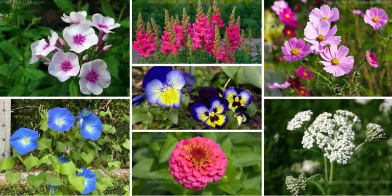 Best Hardy Flowers