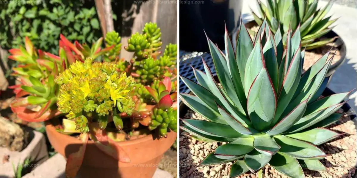 Top Vibrant Succulents for Gardens