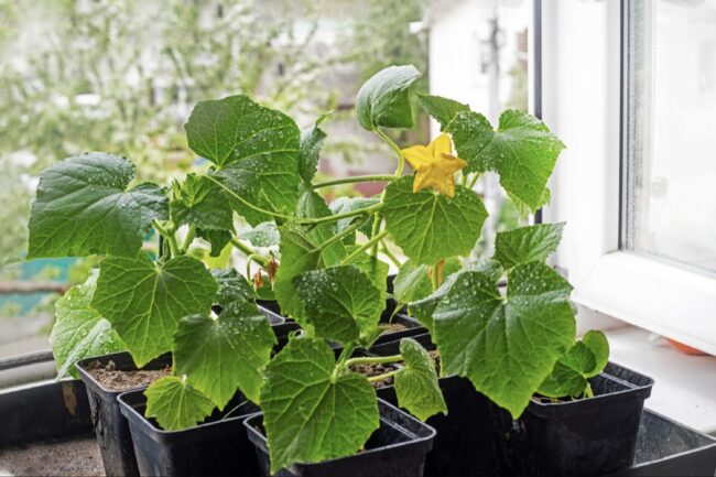 Tips for Extending the Growing Season for Winter Greens