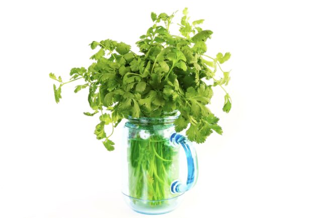 Why Growing Cilantro in Water is a Game-Changer