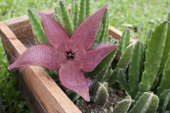 How to Handle Starfish Flower Overgrowth and Stretching