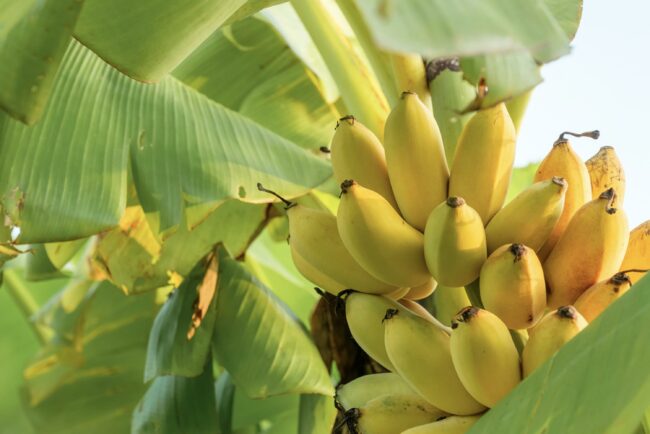 Ongoing Care for Banana Trees