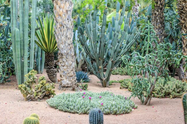 Maintenance Tips for Your Desert Garden