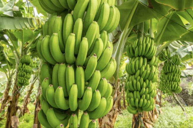 Understanding the Banana Tree’s Life Cycle
