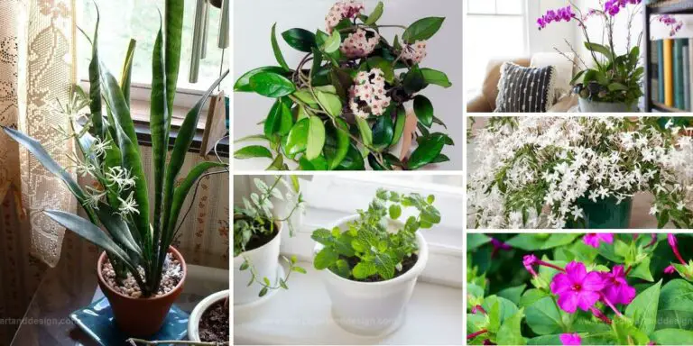 Top Fragrant Indoor Plants
