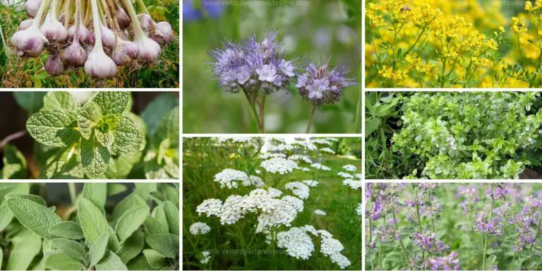 Best Effective Plants for Keeping Ants Out