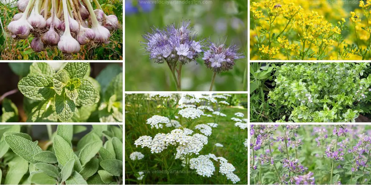 Best Effective Plants for Keeping Ants Out