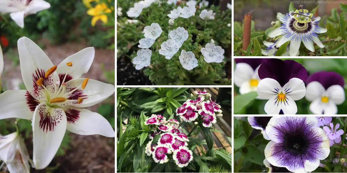 Best White Flowers with Purple Centers