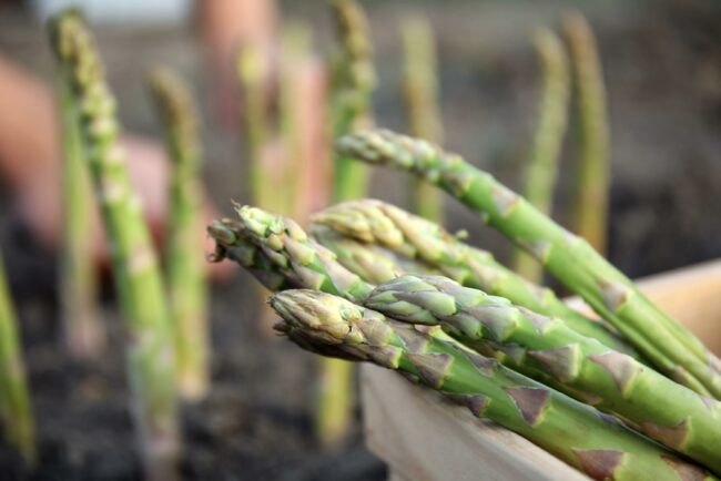 Extending the Harvest Season