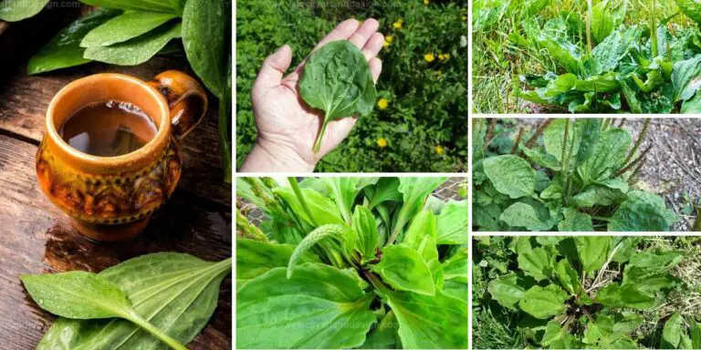 Best Benefits of Broadleaf Plantain Herb