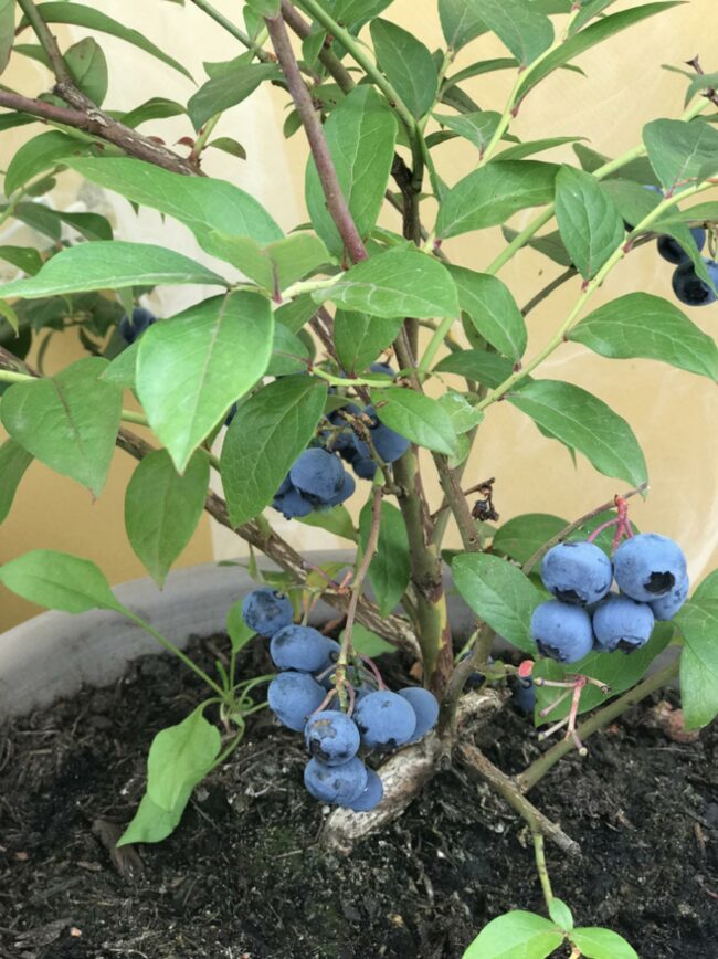 Selecting Blueberry Varieties
