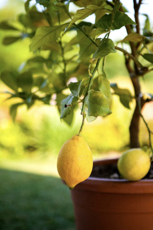 Caring for Your Lemon Tree