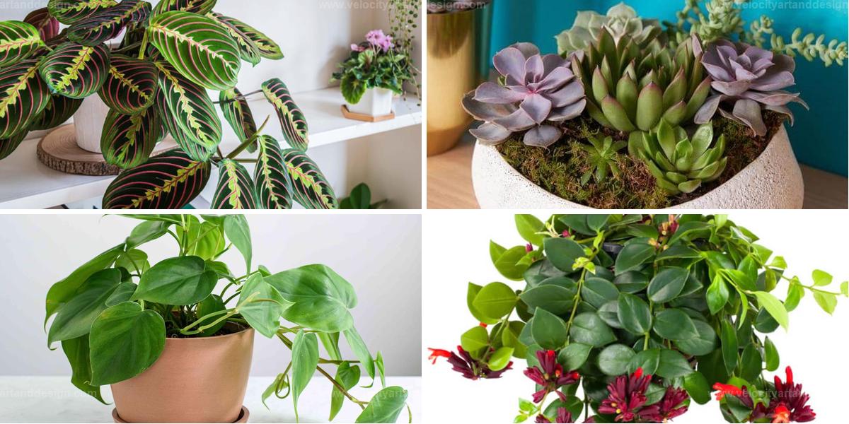 Top Apartment Plants