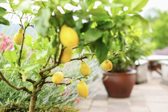 Choosing the Right Pot and Location