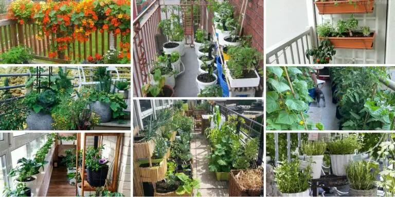 Best Balcony Gardens for Year-Round Fresh Food