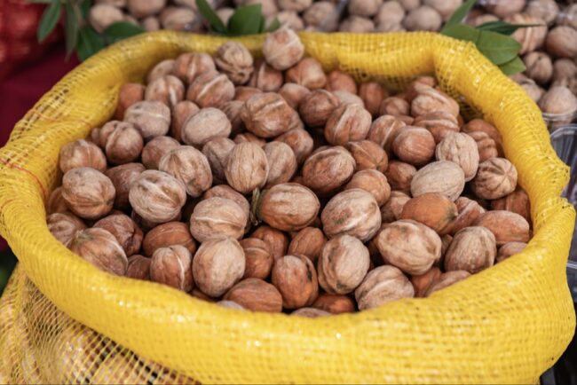 Harvesting Walnuts