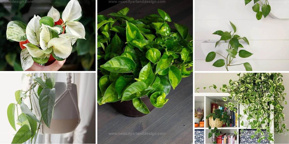 Top Pothos Plant Types