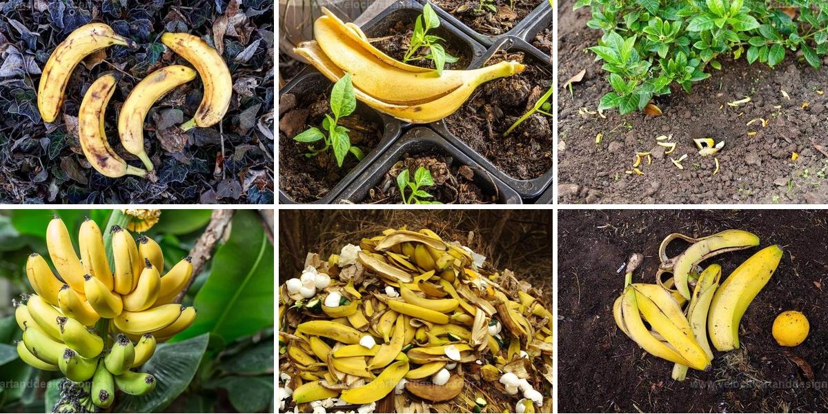 Best Benefits of Bananas in the Garden
