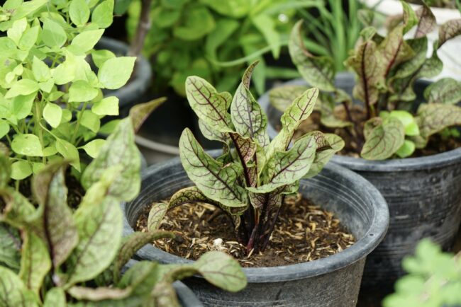 Benefits of Growing Green Vegetables in Pots During Winter