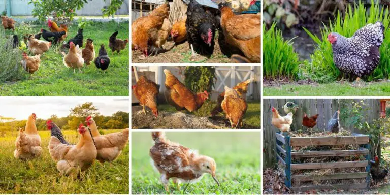 Best Benefits of Raising Chickens in the Garden