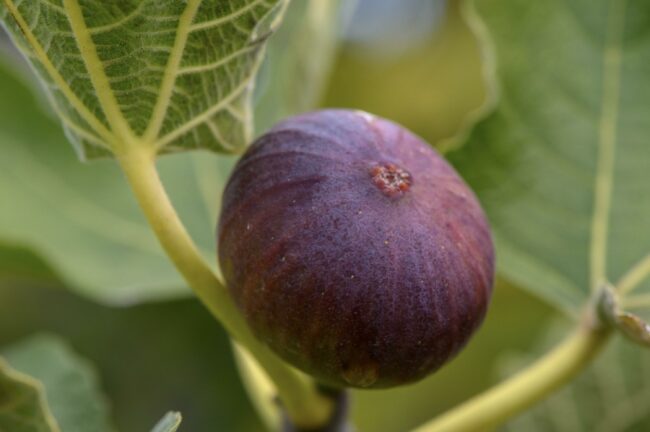 The Power of Patience in Growing Fig Trees