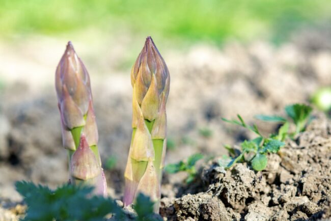 Troubleshooting Common Asparagus Problems