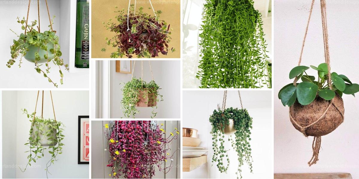 Thrilling Hanging Basket Plants