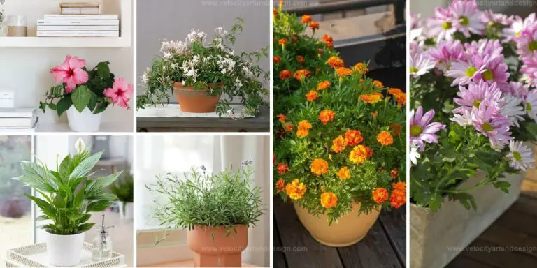 Best Flowers for Good Luck