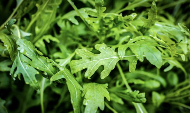 Other Ways to Use Wild Lettuce for Health