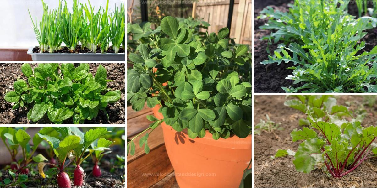 Top Fast-Growing Seeds