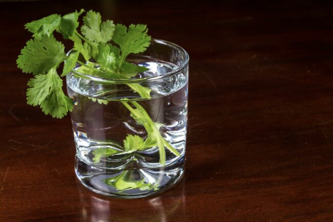 Extending Your Cilantro’s Life: Keep it Growing