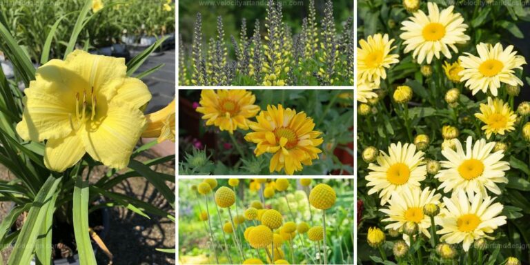 Best Yellow Perennial Flowers