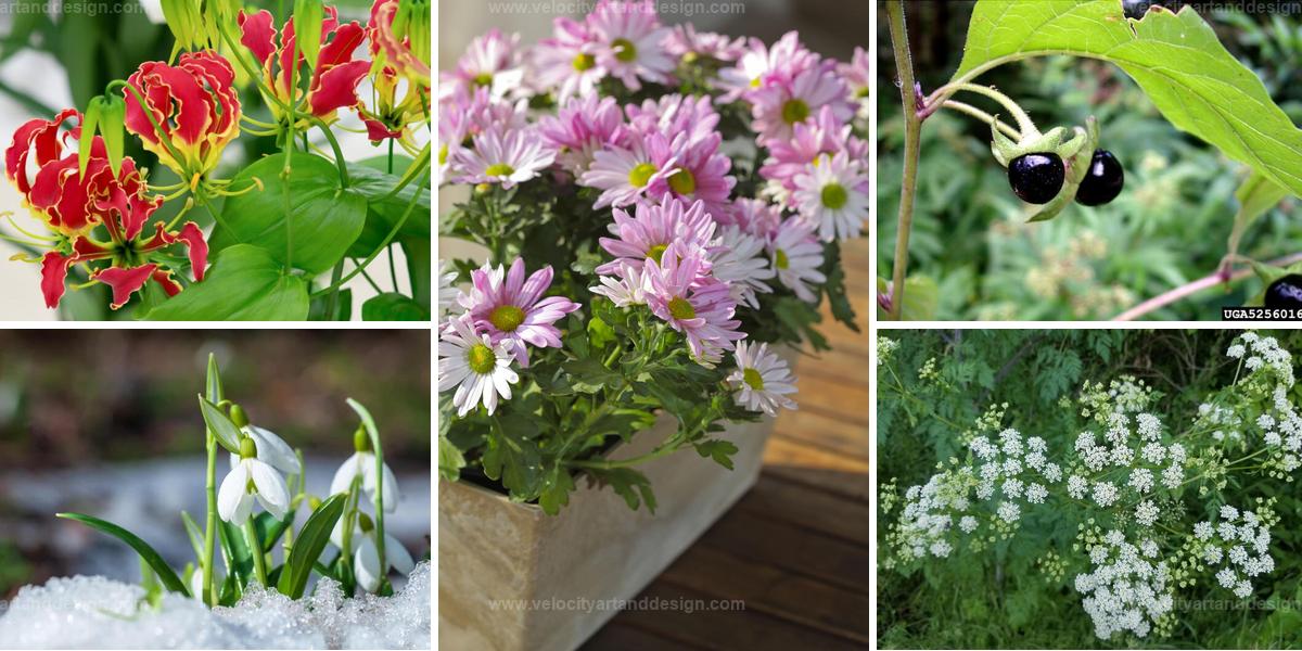 Top Poisonous Flowers