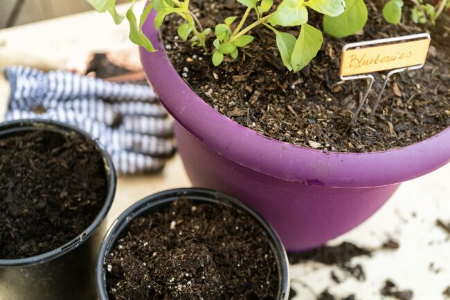 Choosing the Right Soil