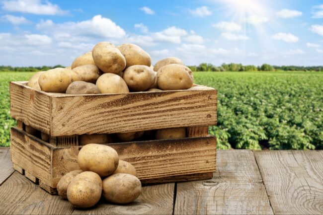 Storage Tips for Potatoes Grown in a Bag